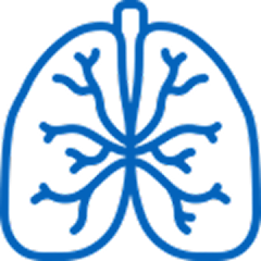 Blue line drawing of human lungs showing bronchial branches.